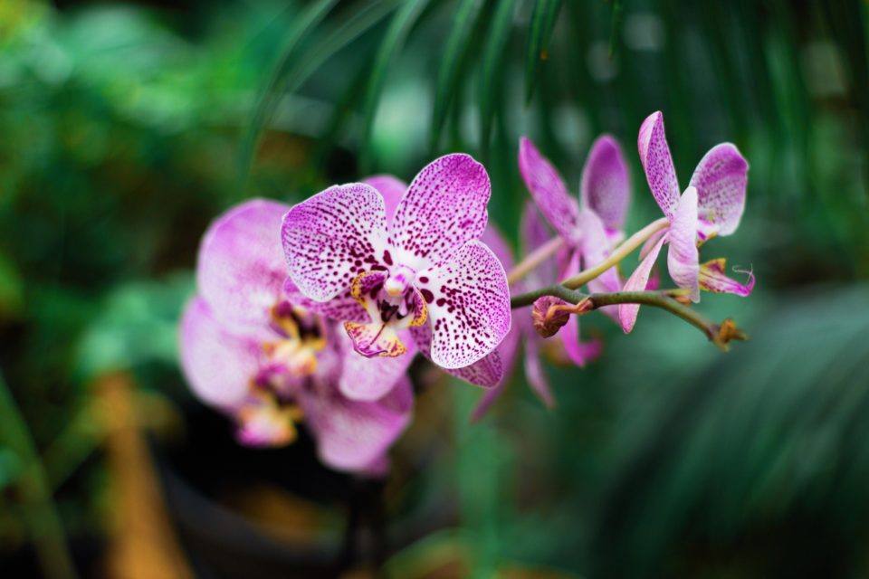 purple-orchid